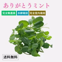 ありがとうミントの商品画像